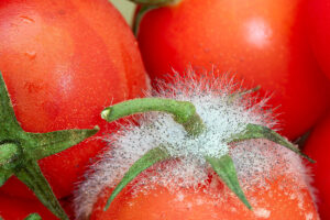 پوسیدگی ترانزیت گوجه فرنگی