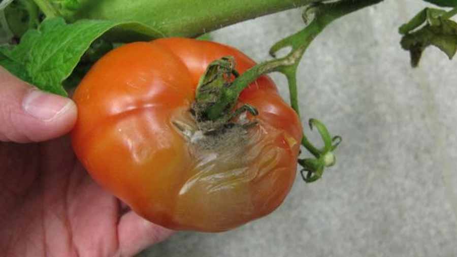 کپک خاکستری گوجه فرنگی