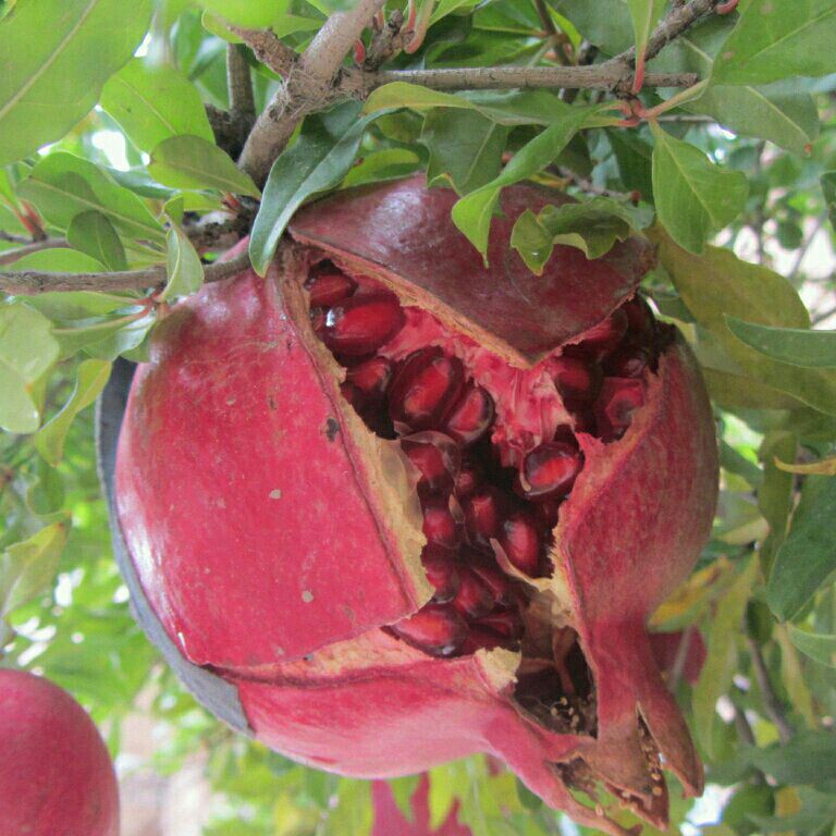 دلایل ترک خوردن میوه انار