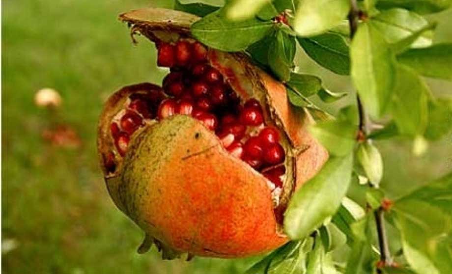 ترکیدگی میوه انار