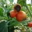 پوسیدگی گلگاه در گوجه فرنگی